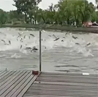 Hàng trăm con cá nhảy lên khỏi mặt hồ ở Trung Quốc, chuyện gì xảy ra?