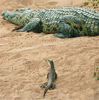 Ma lanh như kỳ đà, 