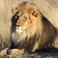 Vì sao sư tử lại có bờm?