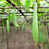 Người Việt có 2 