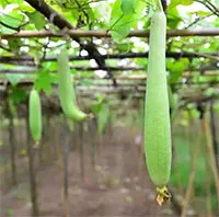 Người Việt có 2 "món rau" là "thuốc chữa đau đầu" kỳ diệu, mùa hè ăn vừa mát, vừa bổ lại ngủ ngon