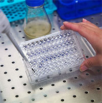 Các nhà khoa học điều chế vaccine cho bệnh X bí ẩn