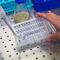Các nhà khoa học điều chế vaccine cho bệnh X bí ẩn