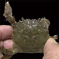Hepu mitten crab identified in Vietnam