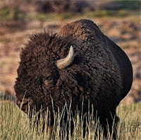 Nga đưa bò bison tới Bắc Cực để thay thế voi ma mút