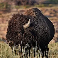 Nga đưa bò bison tới Bắc Cực để thay thế voi ma mút
