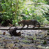 Con lười chậm chạp thoát vuốt mèo gấm Ocelot