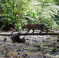 Con lười chậm chạp thoát vuốt mèo gấm Ocelot