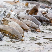 Loài cá châu Á có thể nhảy cao tới 3m đang xâm lấn khiến nước Mỹ đòi chặn đứng đường di cư