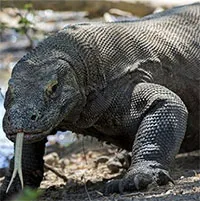 Tốc độ "khủng khiếp" của rồng Komodo khi truy đuổi con mồi