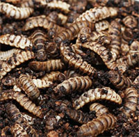 Công nghệ biến rác thành thức ăn cho ấu trùng ở Trung Quốc