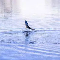 Khi cá bất ngờ nhảy lên khỏi mặt nước, vì sao không nên vung cần câu?