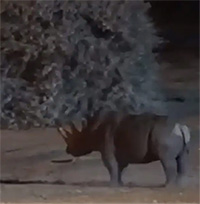 Thách thức voi dữ, tê giác nhanh chóng nhận bài học đắt giá