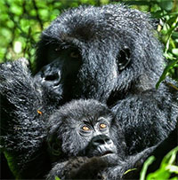 Tại sao động vật đôi khi nhận nuôi con của kẻ khác?