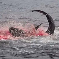 Pha săn mồi nhanh, gọn, dứt khoát của cá mập Galapagos "nhuộm đỏ" cả một góc đại dương