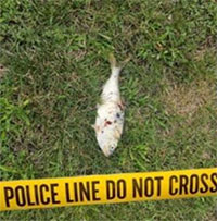 Hàng ngàn hộ dân bị mất điện bởi…1 con cá