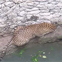 Mèo nhà đối đầu báo hoa mai dưới giếng sâu và cái kết bất ngờ