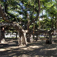 Nỗ lực cứu cây đa 150 tuổi sau bão lửa Hawaii