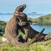 Điều gì xảy ra nếu một người bị rồng Komodo cắn?