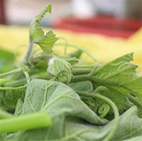 Giá trị dinh dưỡng và lợi ích đối với sức khoẻ của rau bí