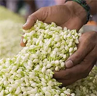 Loài hoa phổ biến ở Việt Nam, sang nước ngoài là "ngọc trắng", tinh chất có giá 100 triệu đồng/lít