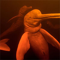 Tại sao cá heo sông Amazon có màu hồng?