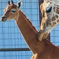 Hươu cao cổ không vết đốm chào đời tại vườn thú ở Mỹ