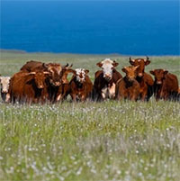 Bò hoang xâm chiếm hòn đảo Alaska