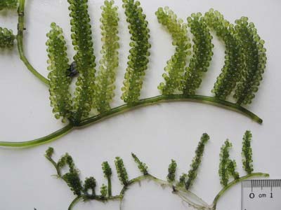 Trồng nho biển: Một vốn nhưng có đến mấy lời