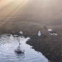 Video: Đại bàng rình cướp cá của đôi hạc