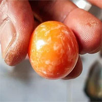 Mua ốc về nhậu, người đàn ông bất ngờ đổi đời nhờ nhặt được vật lạ màu cam