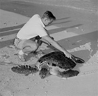 Tai sao mai rùa có thể chứa đựng thông tin ẩn giấu về ô nhiễm hạt nhân?