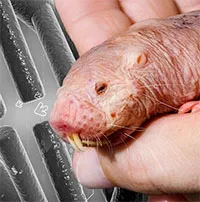 Gene sống lâu được chuyển thành công sang chuột