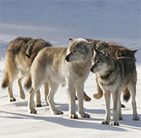 Sói đực một mình 