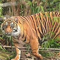 Trong 6 loài hổ hiện nay, loài nào có khả năng chiến đấu giỏi nhất?