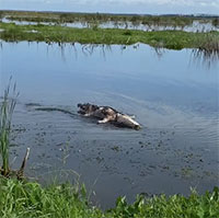 Những thước phim cá sấu ăn xác đồng loại