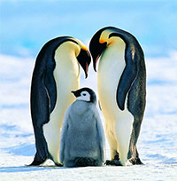 Chim cánh cụt hoàng đế ngừng sinh sản do biến đổi khí hậu