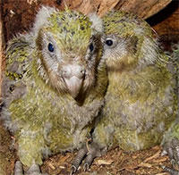 Giải trình tự gene giúp bảo tồn loài vẹt Kakapo đang có nguy cơ tuyệt chủng