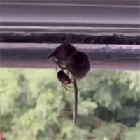 Nhện góa phụ giả quý tộc hạ gục chuột chù lùn nặng gấp 10 lần