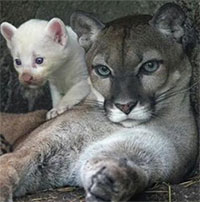 Báo sư tử bạch tạng hiếm có chào đời tại vườn thú ở Nicaragua