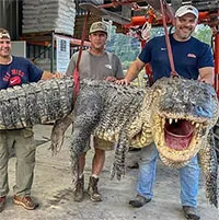 Thợ săn bắt được cá sấu "quái vật" tại Mississippi