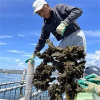 Nước biển ấm lên đe dọa món sushi của Nhật