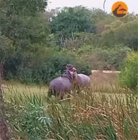 Hai chú hà mã biến sân golf thành đấu trường sinh tử