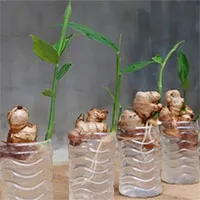 Hướng dẫn cách trồng 5 loại cây gia vị mà không cần đến hạt giống