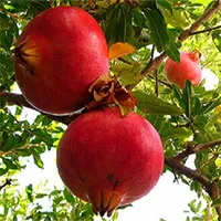 Giữa lăng mộ Tần Thủy Hoàng chỉ có duy nhất một loài cây tươi xanh, sai trĩu quả nhưng không ai dám ăn
