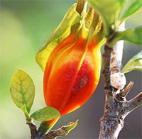 Cây dành dành không chỉ để tạo màu cho xôi mà còn có nhiều lợi ích cho sức khỏe