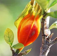 Cây dành dành không chỉ để tạo màu cho xôi mà còn có nhiều lợi ích cho sức khỏe