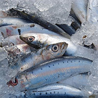 Top 5 loại cá giàu DHA tốt cho sức khỏe của trẻ cha mẹ nên biết