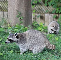 Nước Bỉ chật vật ngăn gấu mèo xâm hại lan rộng