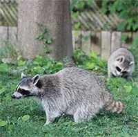 Nước Bỉ chật vật ngăn gấu mèo xâm hại lan rộng